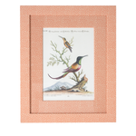 Hummingbirds on Coral