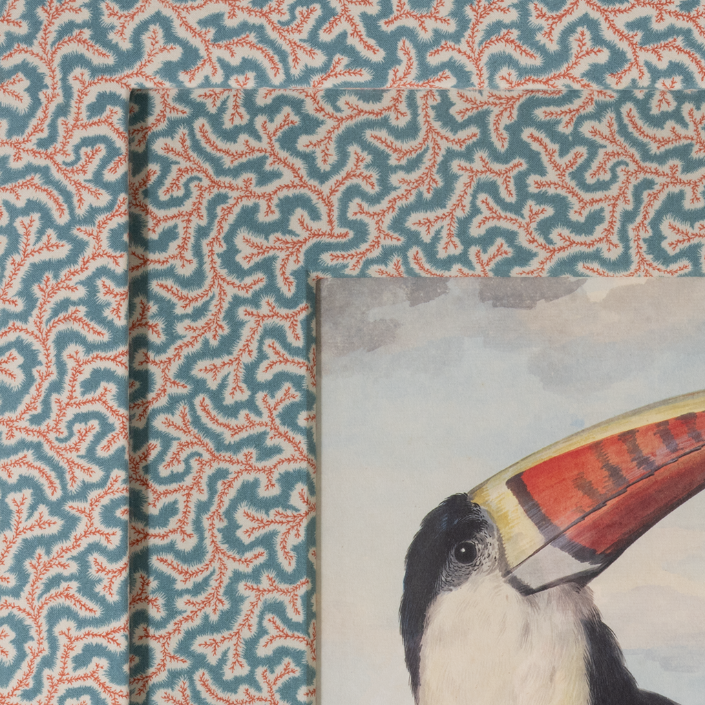 Red Billed Toucan on Dulcie