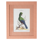 Turaco on Coral
