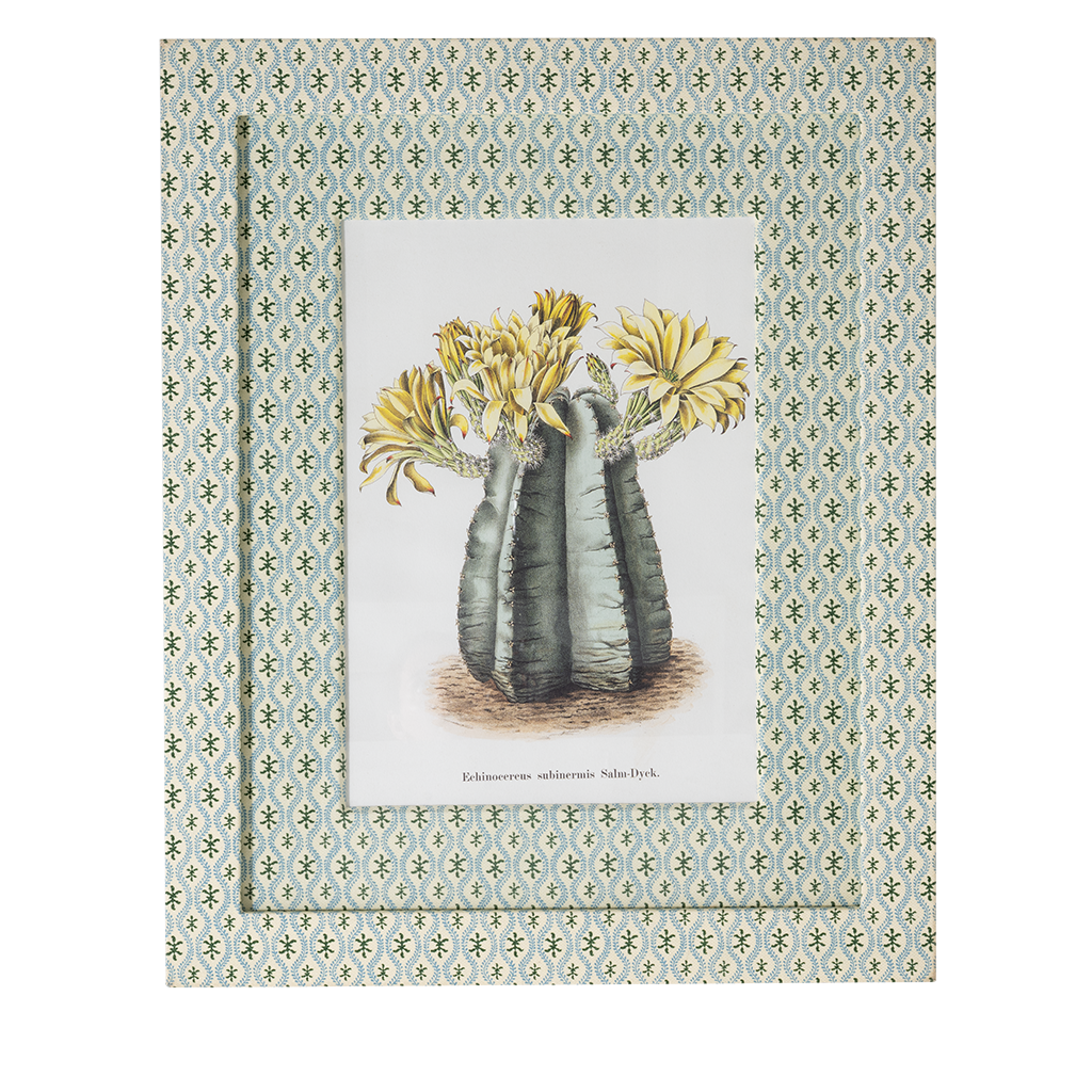 Framed botanical print of Echinocereus Subinermis cactus with yellow flowers on white background.