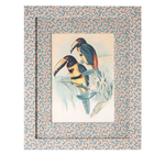 Collared Aracari on Dulcie