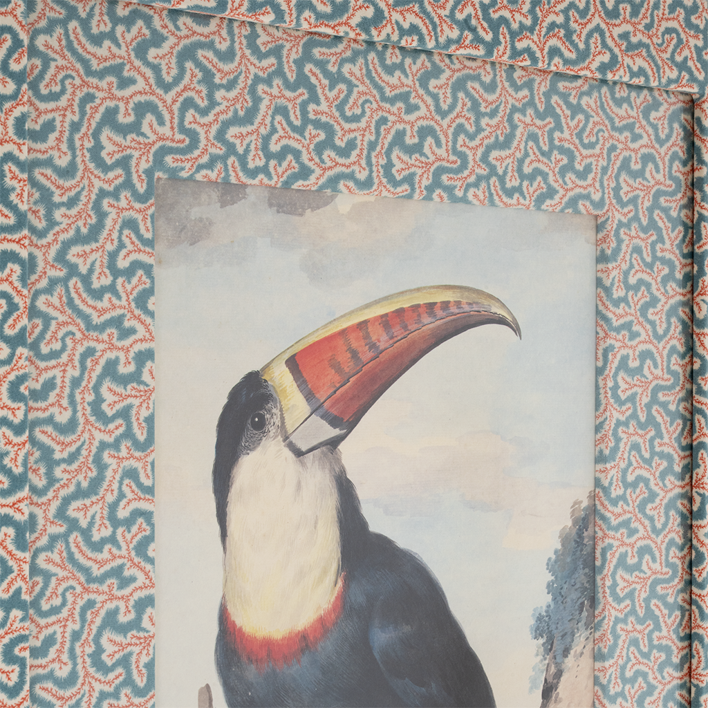 Red Billed Toucan on Dulcie