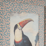 Red Billed Toucan on Dulcie