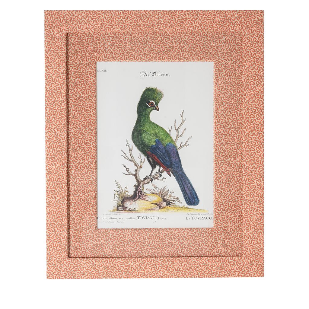 Turaco on Coral