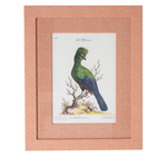 Turaco on Coral