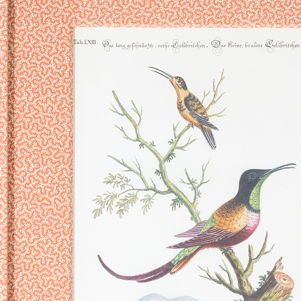 Hummingbirds on Coral