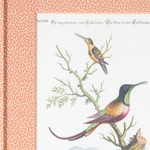 Hummingbirds on Coral