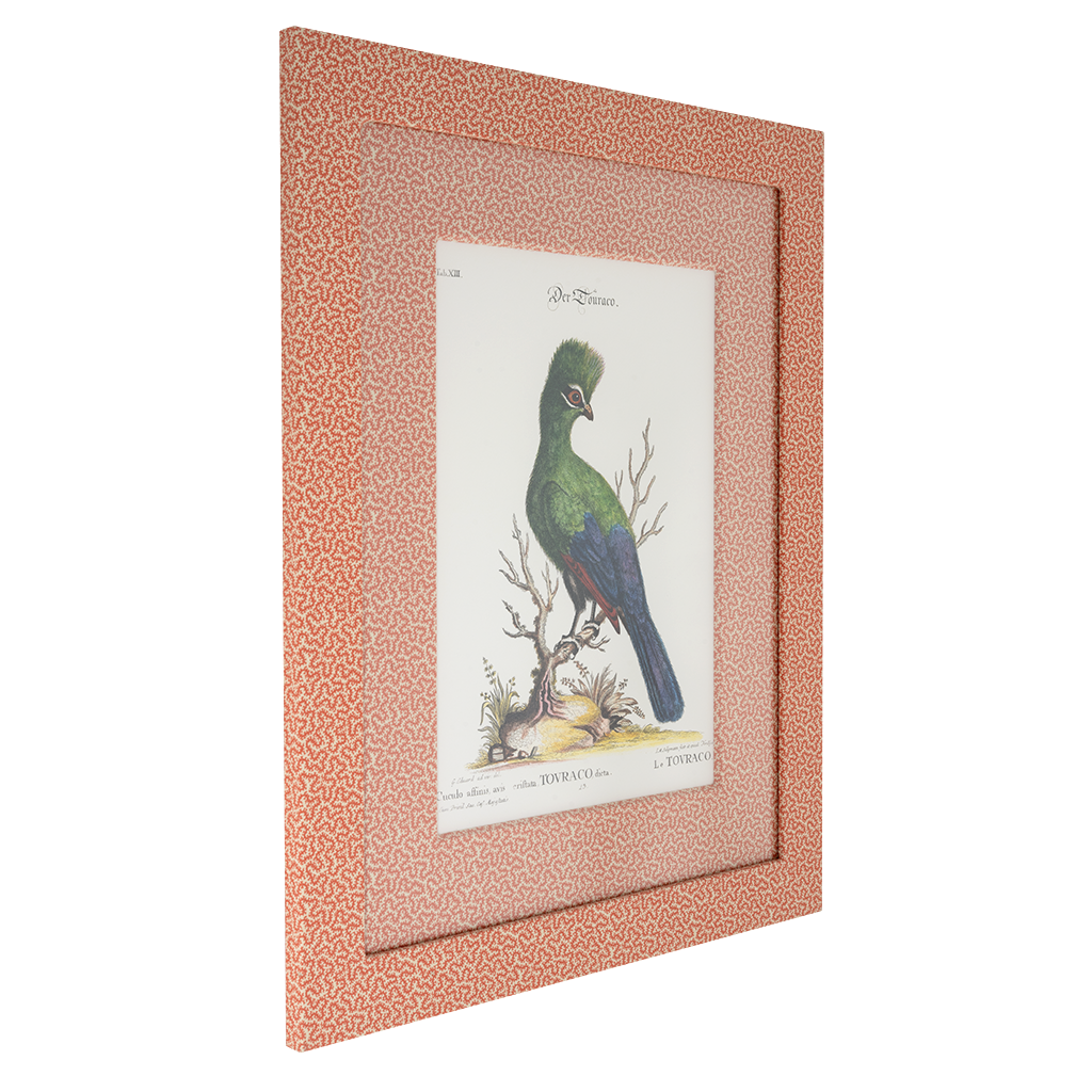 Turaco on Coral