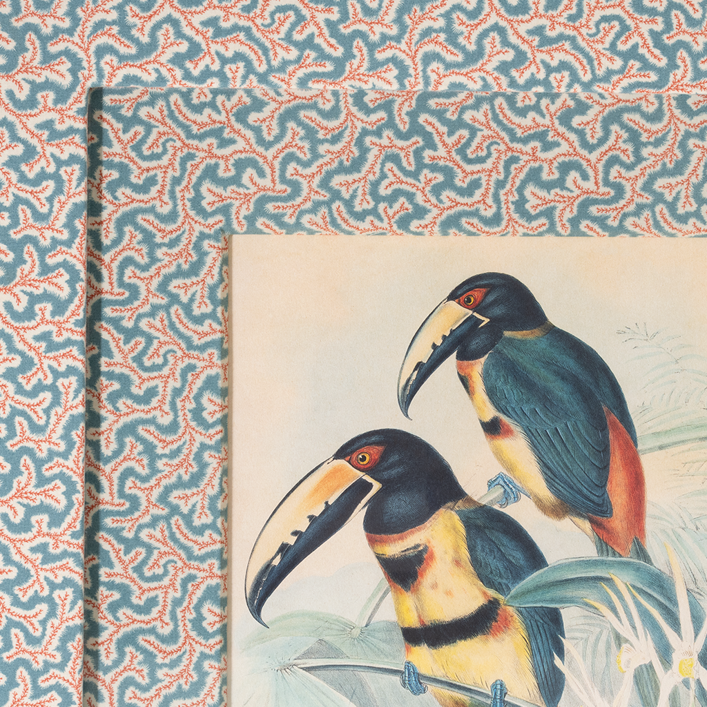 Collared Aracari on Dulcie