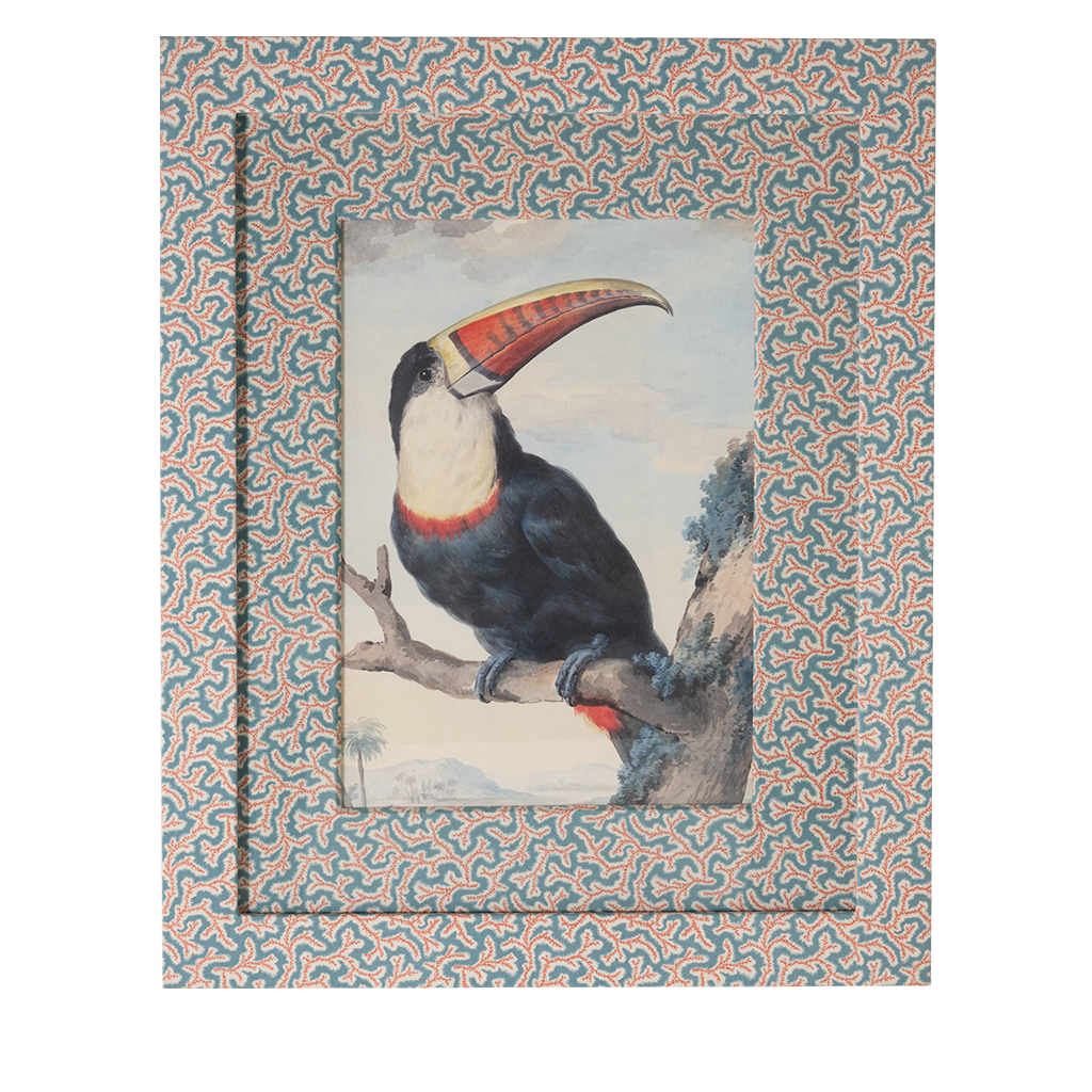 Red Billed Toucan on Dulcie
