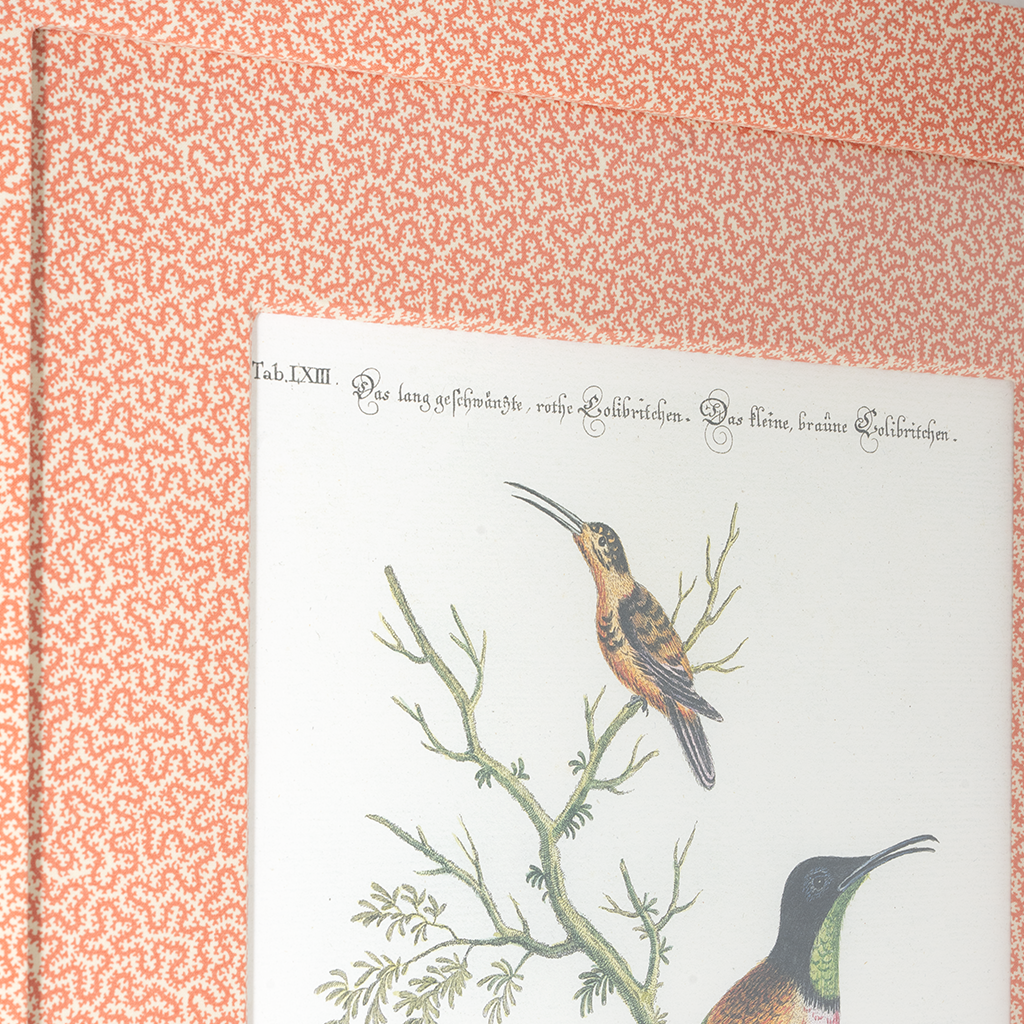 Hummingbirds on Coral