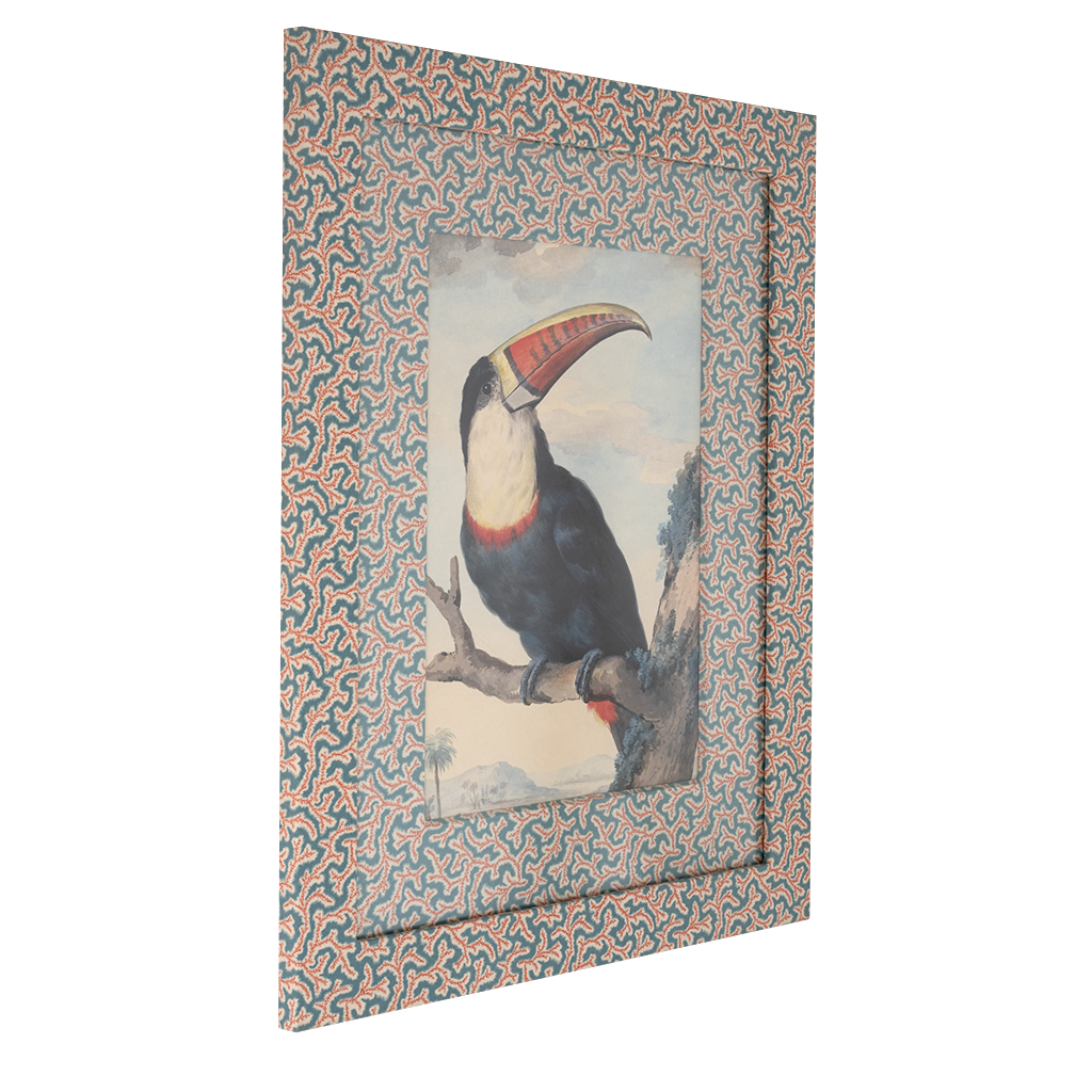 Red Billed Toucan on Dulcie
