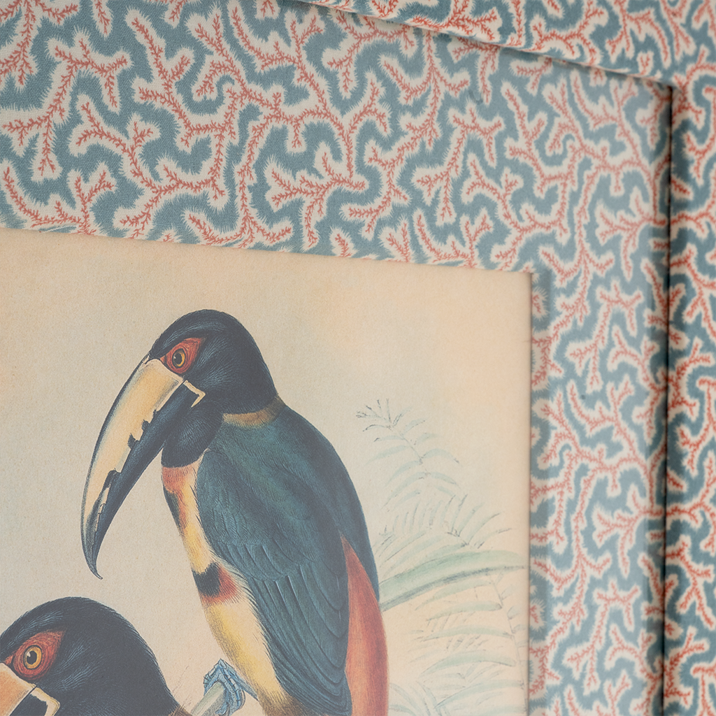 Collared Aracari on Dulcie