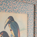 Collared Aracari on Dulcie