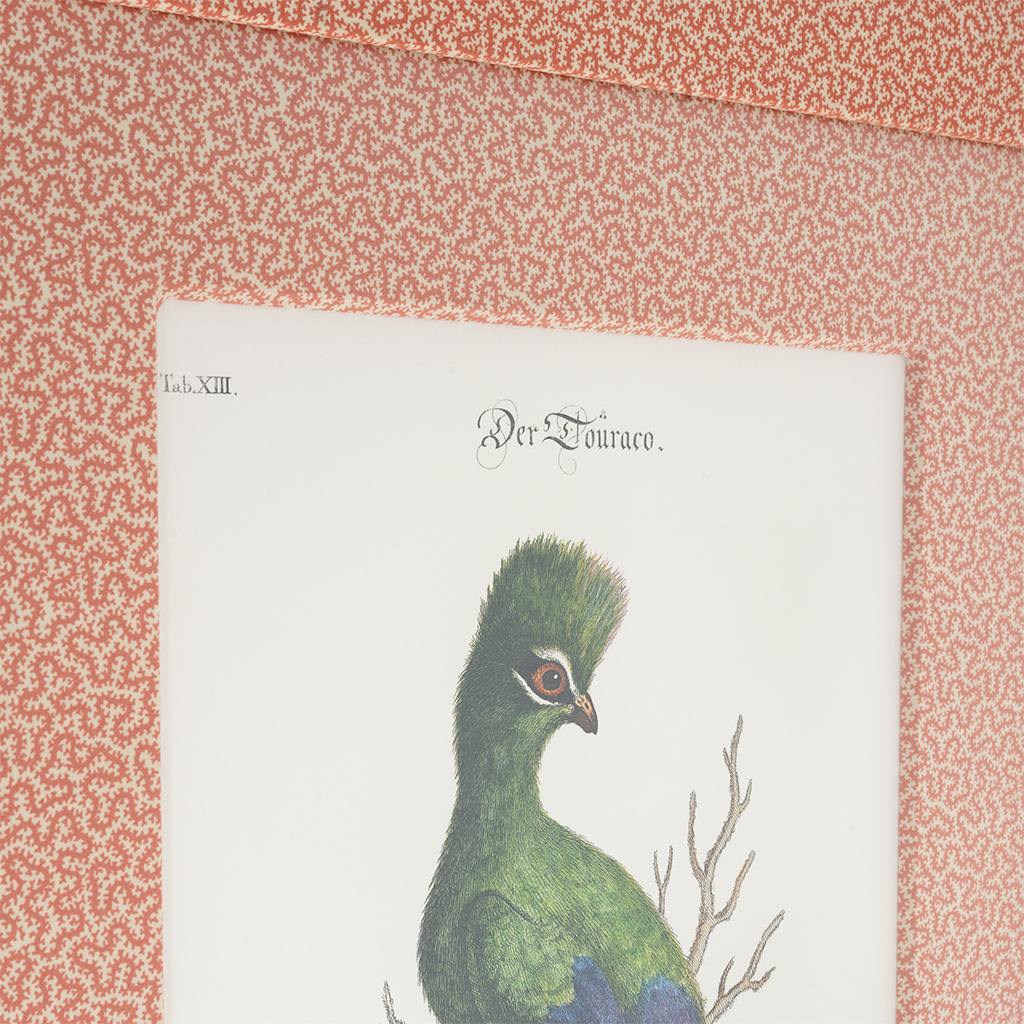 Turaco on Coral