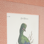 Turaco on Coral