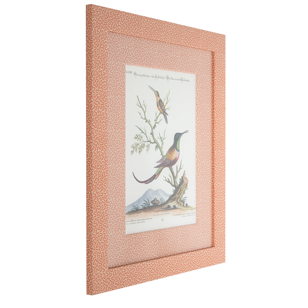 Hummingbirds on Coral