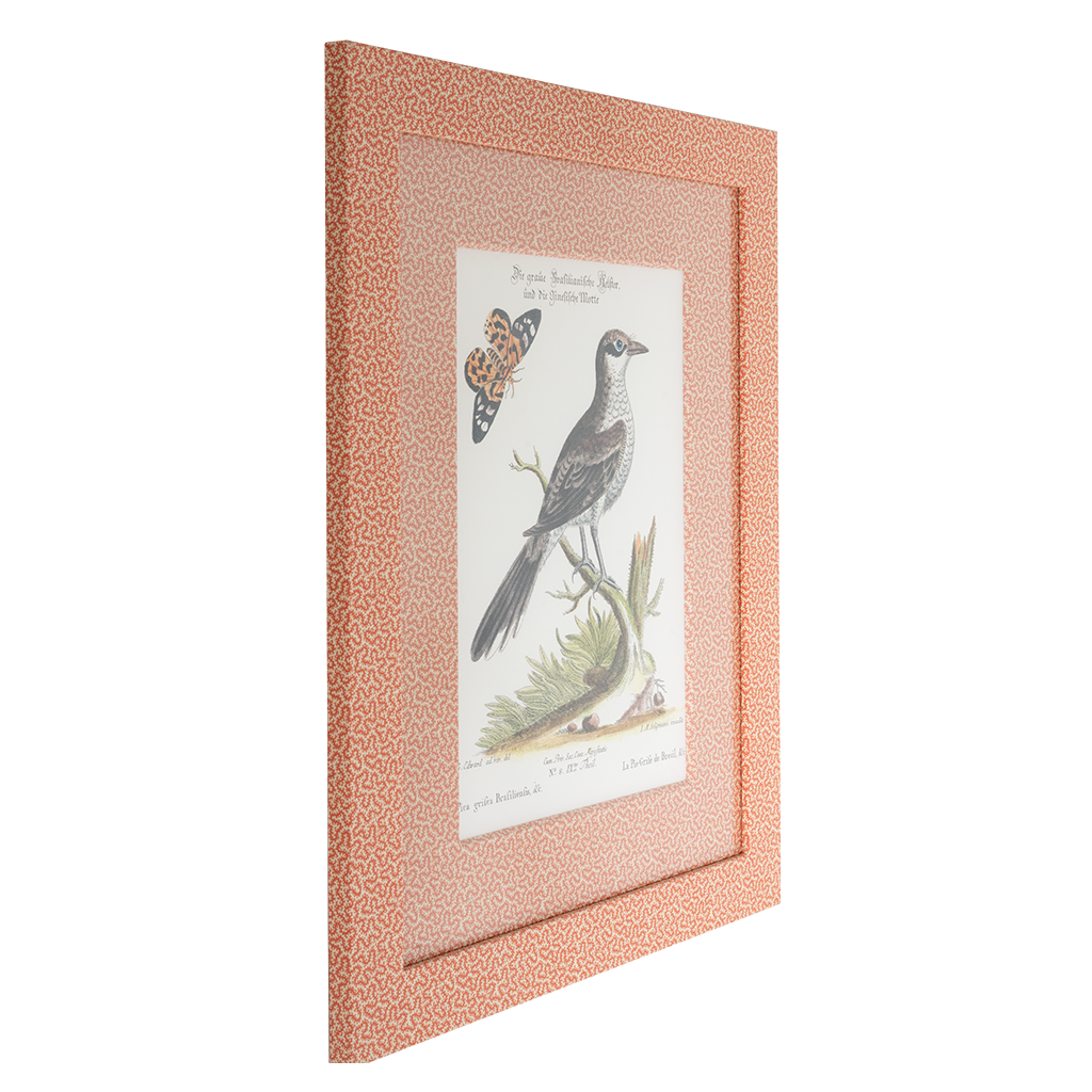 Grey Pye on Coral