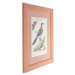 Grey Pye on Coral