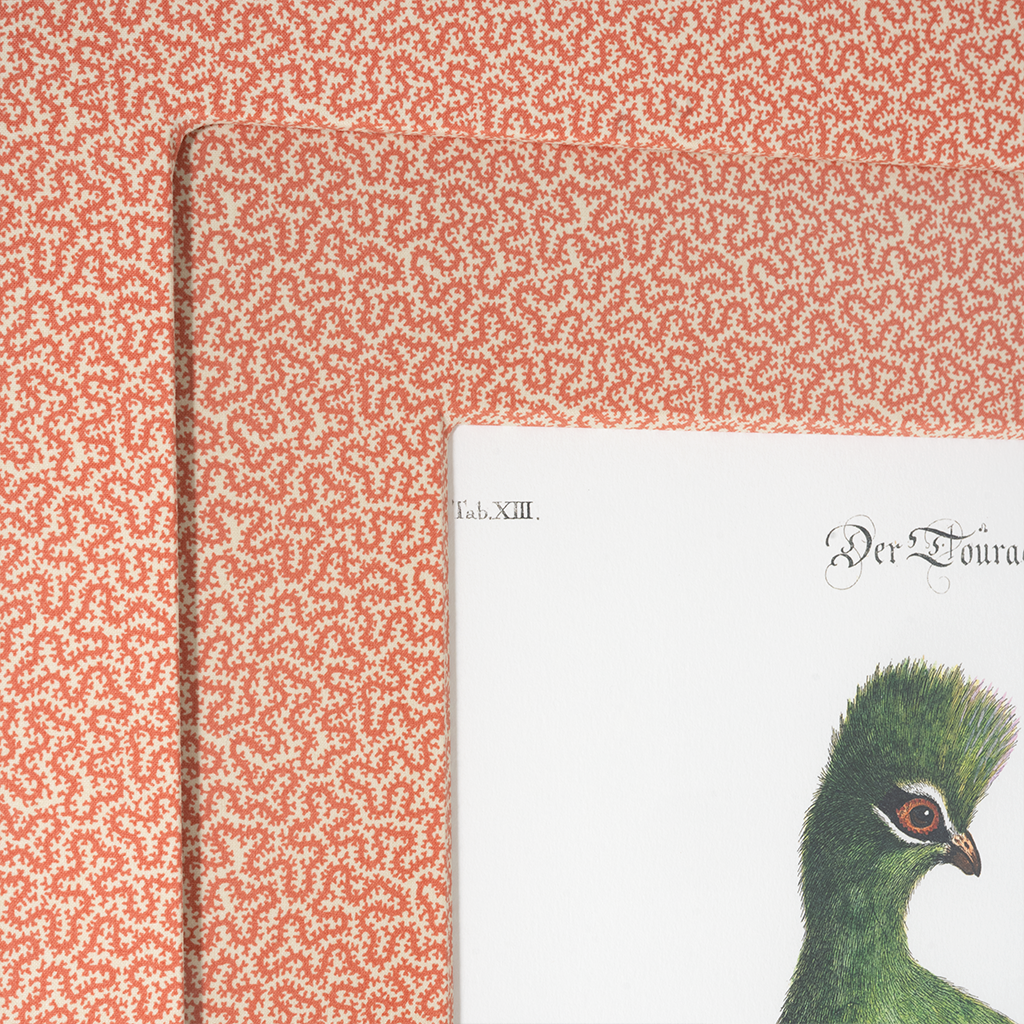 Turaco on Coral