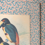 Collared Aracari on Dulcie