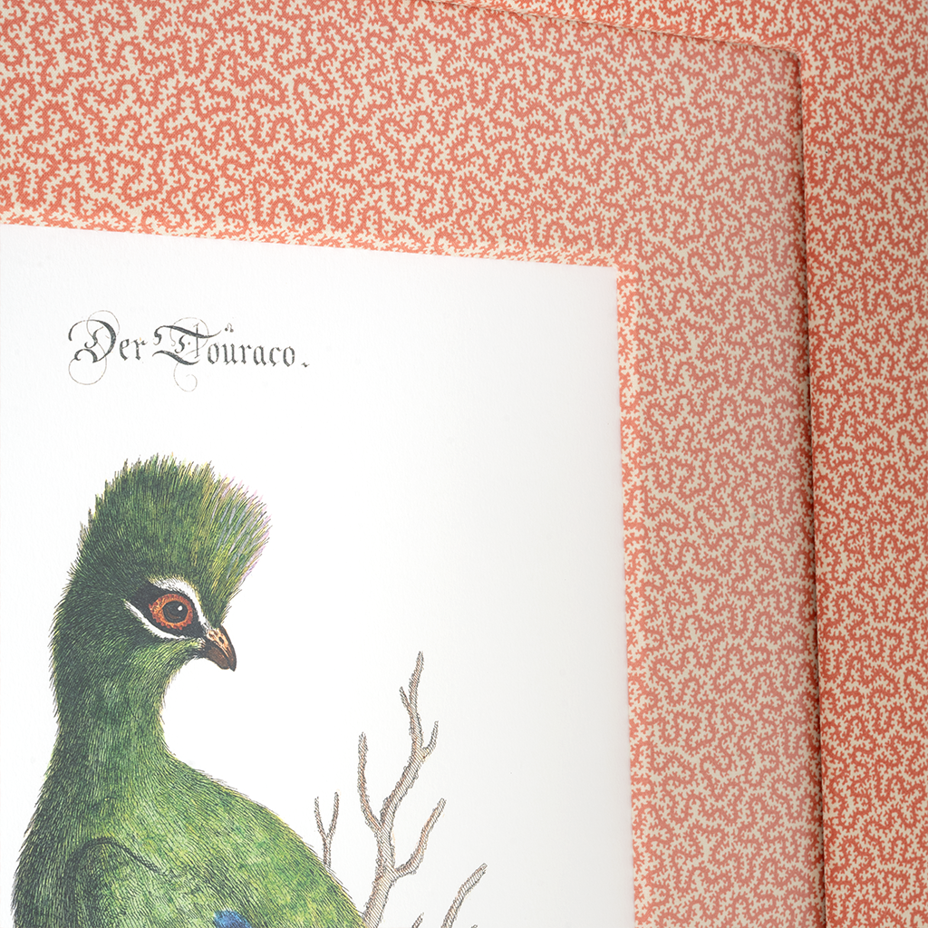 Turaco on Coral