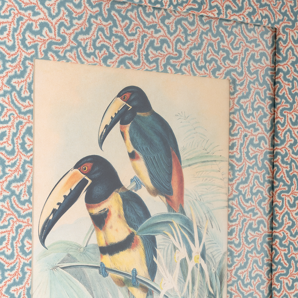 Collared Aracari on Dulcie