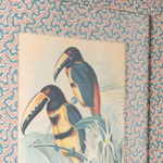 Collared Aracari on Dulcie