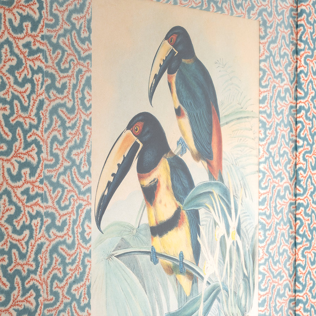 Collared Aracari on Dulcie