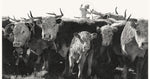 Black and white photograph of a group of cows with a small child standing among them.
