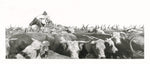 Black and white illustration of a cowboy on horseback with a herd of longhorn cattle.