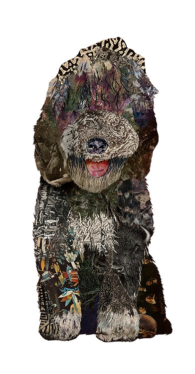 Bonne - French Water Dog