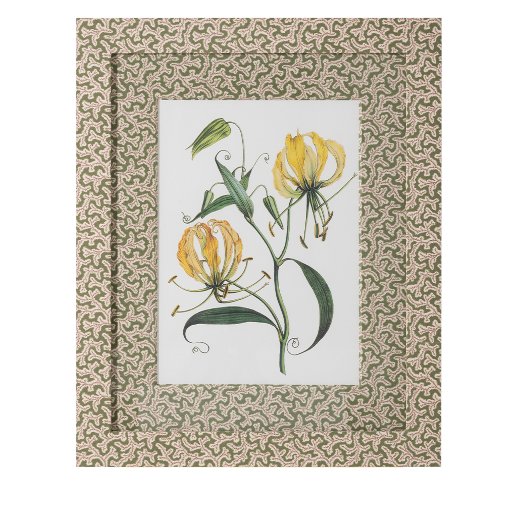 Gloriosa Lily on Green Dulcie