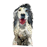 Annie, English Setter