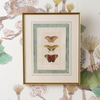 A framed vintage-style butterfly and insect print with a gold frame and white mat, displayed against a botanical patterned wallpaper.
