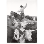 Black and white illustration of a cowboy on horseback among cattle