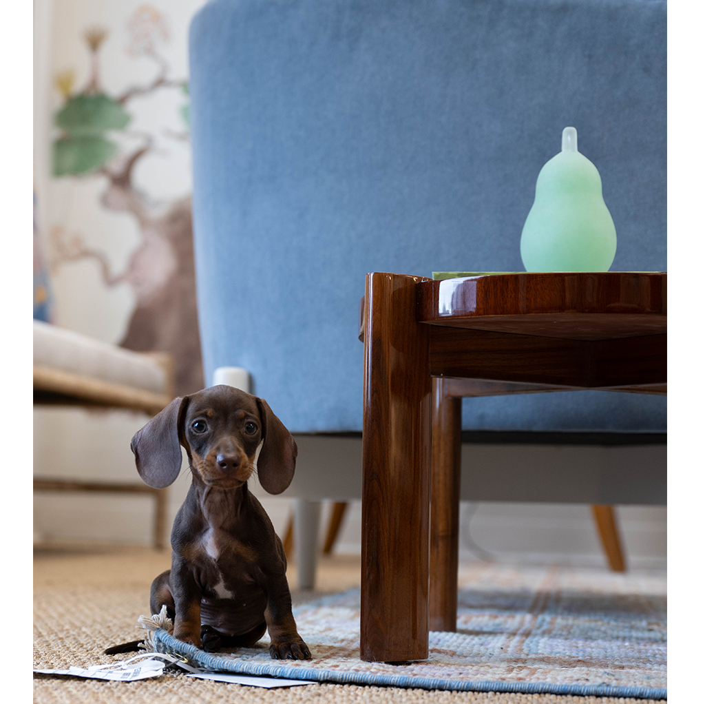 Small brown dachshund puppy sitting on a rug next to a wooden coffee table with a frosted green Murano glass pear on top.
