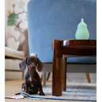 Small brown dachshund puppy sitting on a rug next to a wooden coffee table with a frosted green Murano glass pear on top.