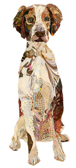 Chester Brittany Spaniel