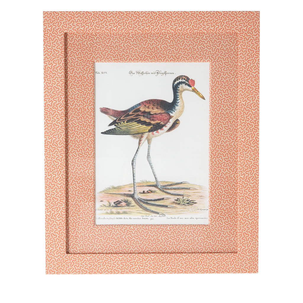 Spur-winged Water Hen on Coral