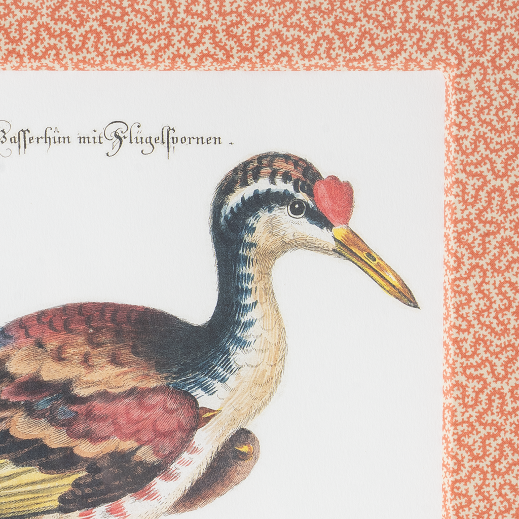 Spur-winged Water Hen on Coral