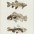 Brenda Bogart Fish Prints Collection Image