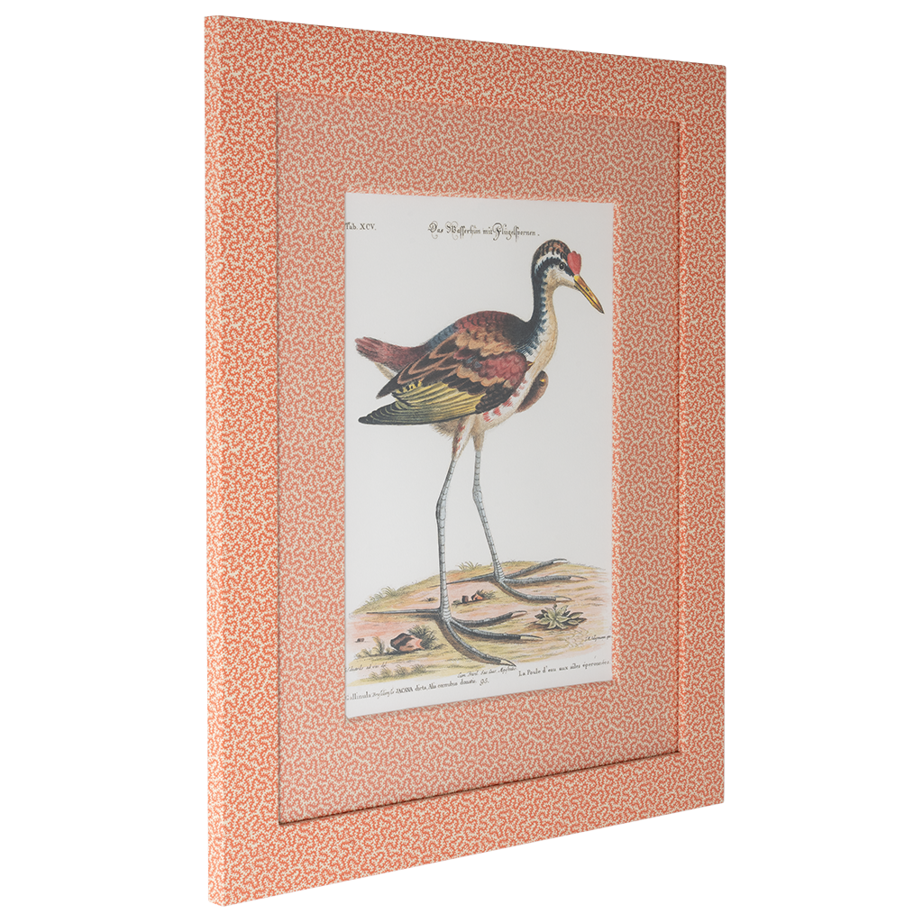 Spur-winged Water Hen on Coral