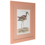 Spur-winged Water Hen on Coral
