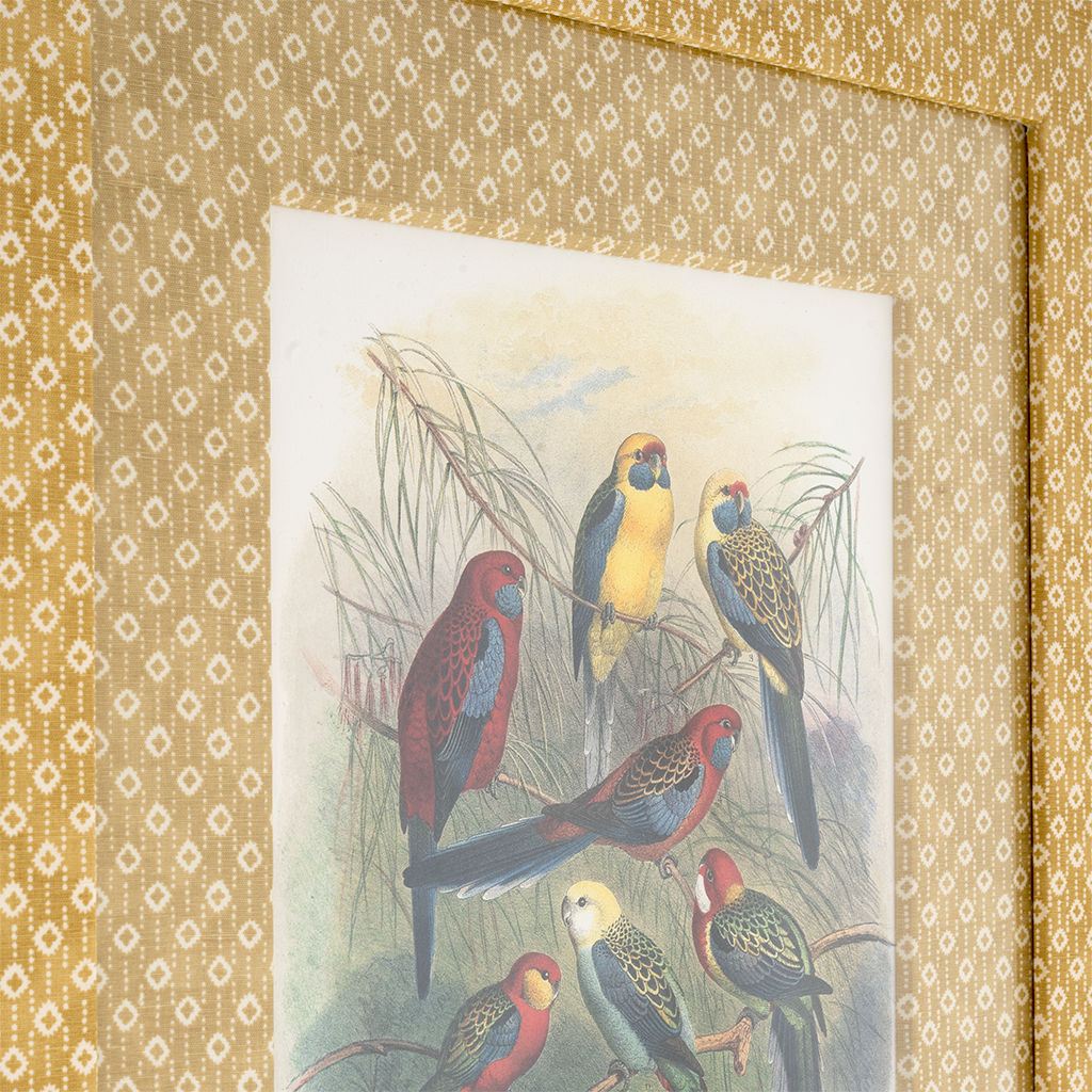 Parrots on Marigold