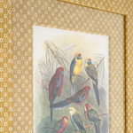 Parrots on Marigold