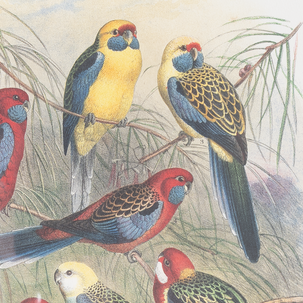 Parrots on Marigold