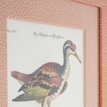 Spur-winged Water Hen on Coral