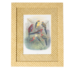 Parrots on Marigold