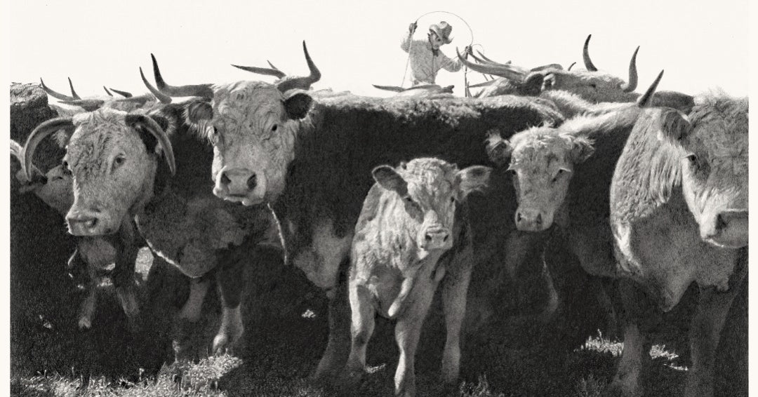 Black and white photograph of a group of cows with a small child standing among them.